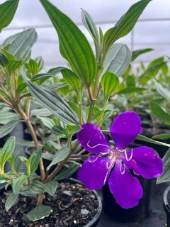 Tobouchina 'Marion' - Ladybird Nursery