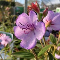 Tobouchina Blue Moon - Ladybird Nursery