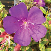 Tobouchina Groovy Baby