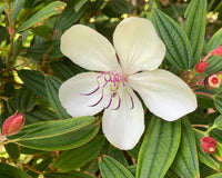 Tobouchina Peace Baby (Tibouchina)