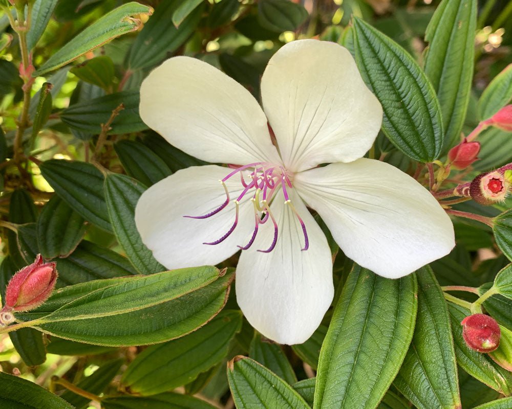 Tobouchina Peace Baby (Tibouchina) - Ladybird Nursery