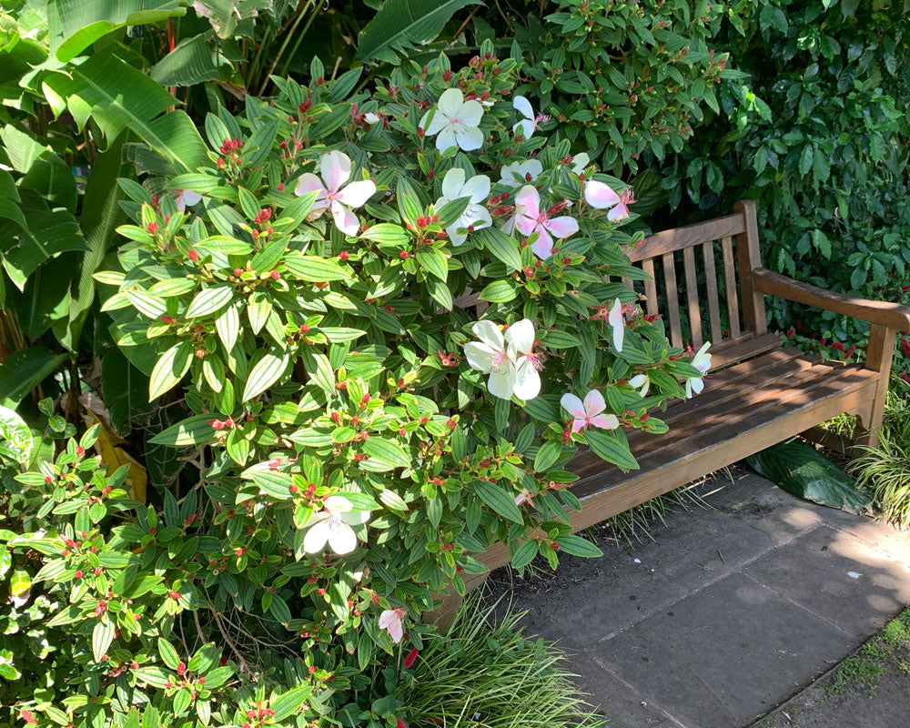 Tobouchina Peace Baby (Tibouchina)