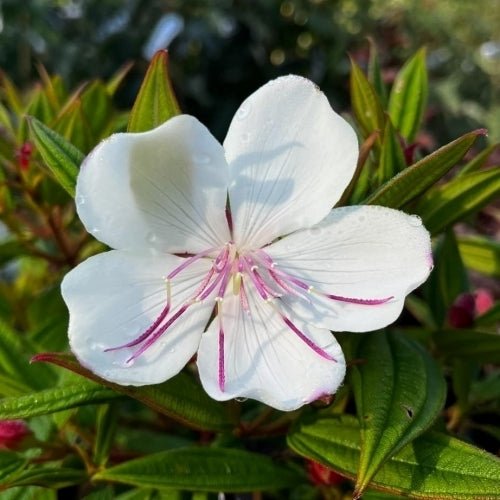 Tobouchina Peace Baby (Tibouchina) - Ladybird Nursery