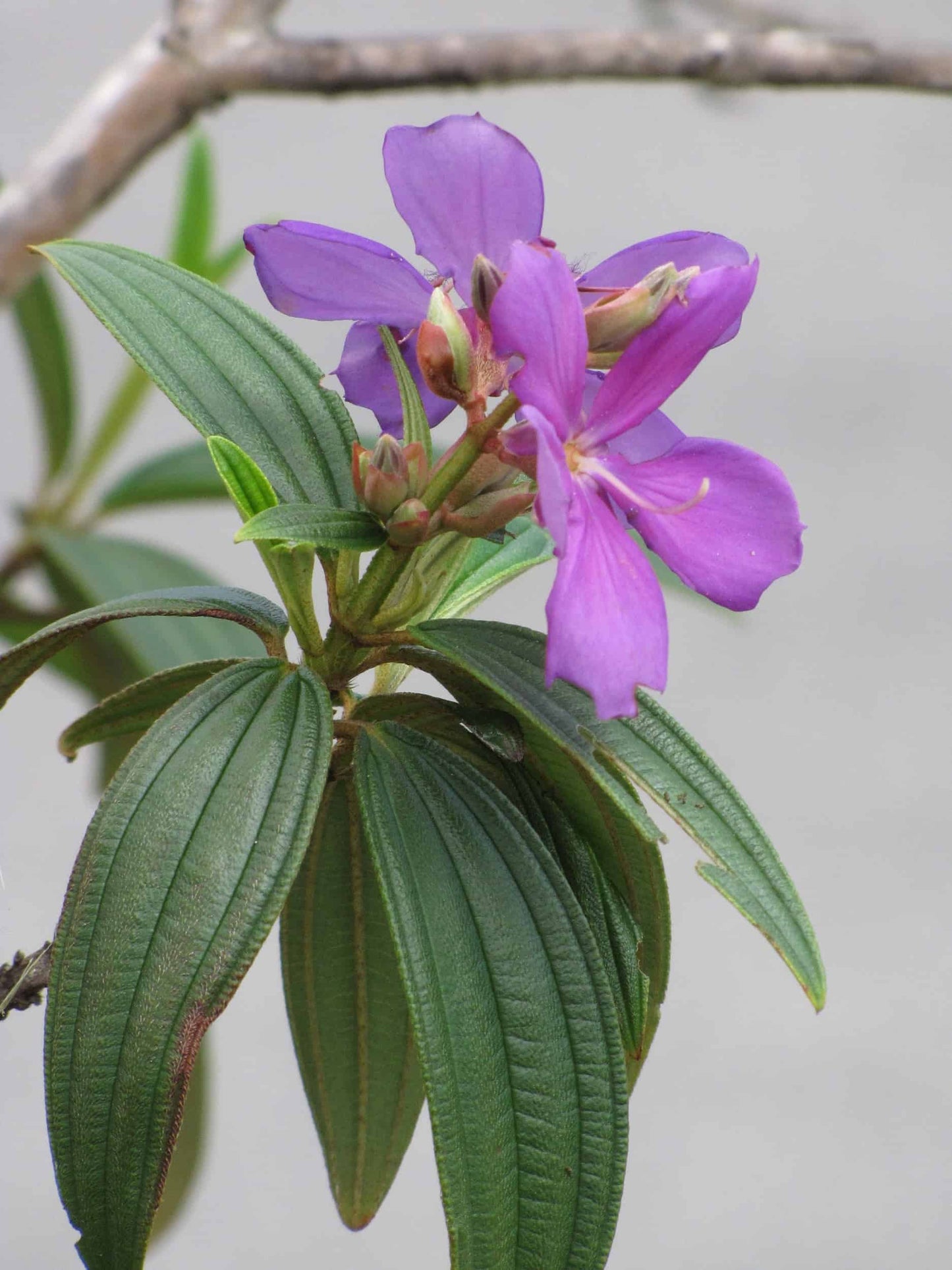 Tobouchina (Tibouchina granulosa)