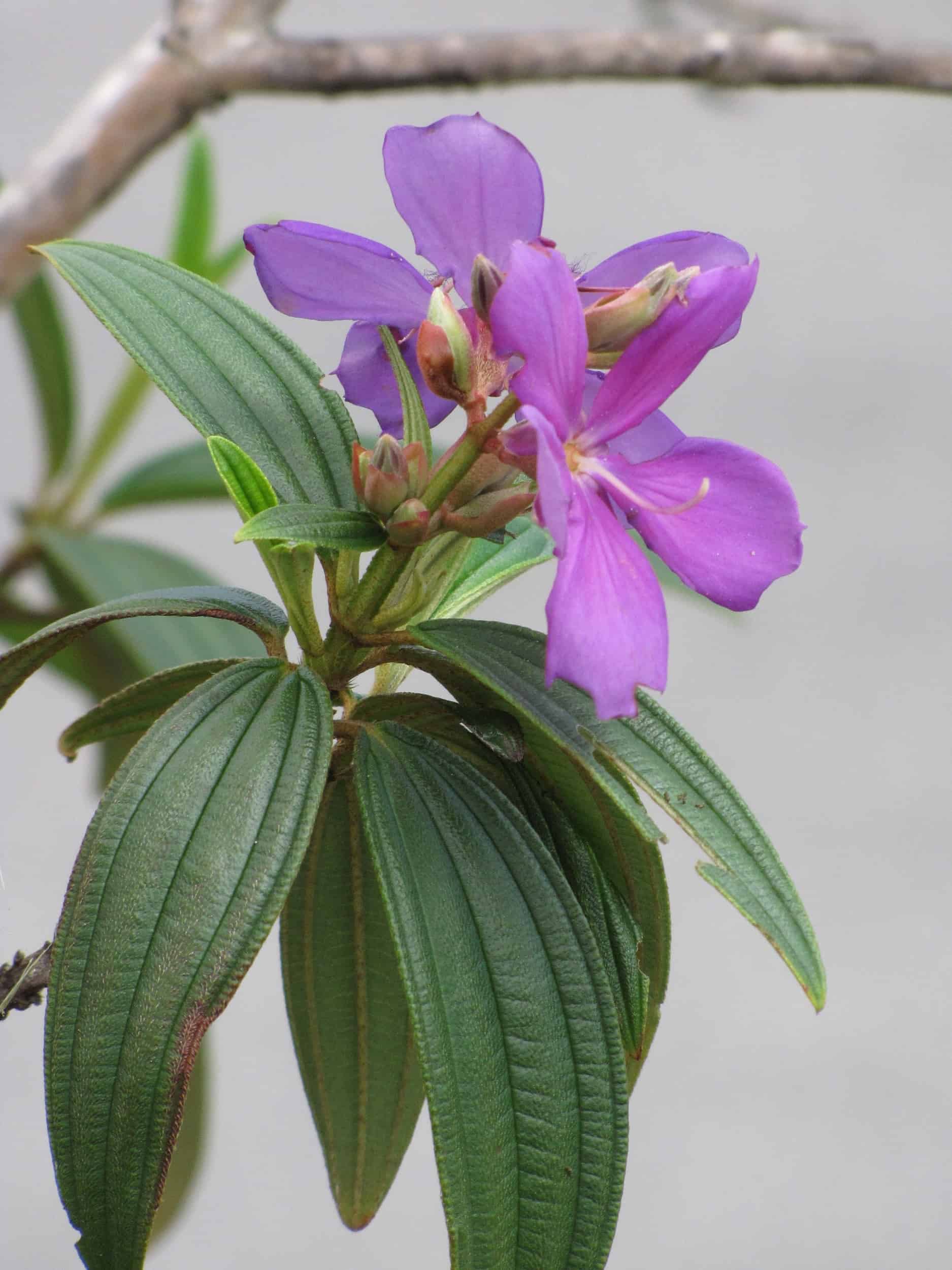Tobouchina (Tibouchina granulosa)