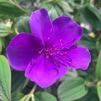 Tobouchina Kathleen (Tibouchina granulosa)