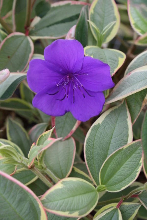 Tobouchina Purple Star (Tibouchina) - Ladybird Nursery