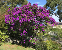 Tibouchina 'Alstonville' - Ladybird Nursery