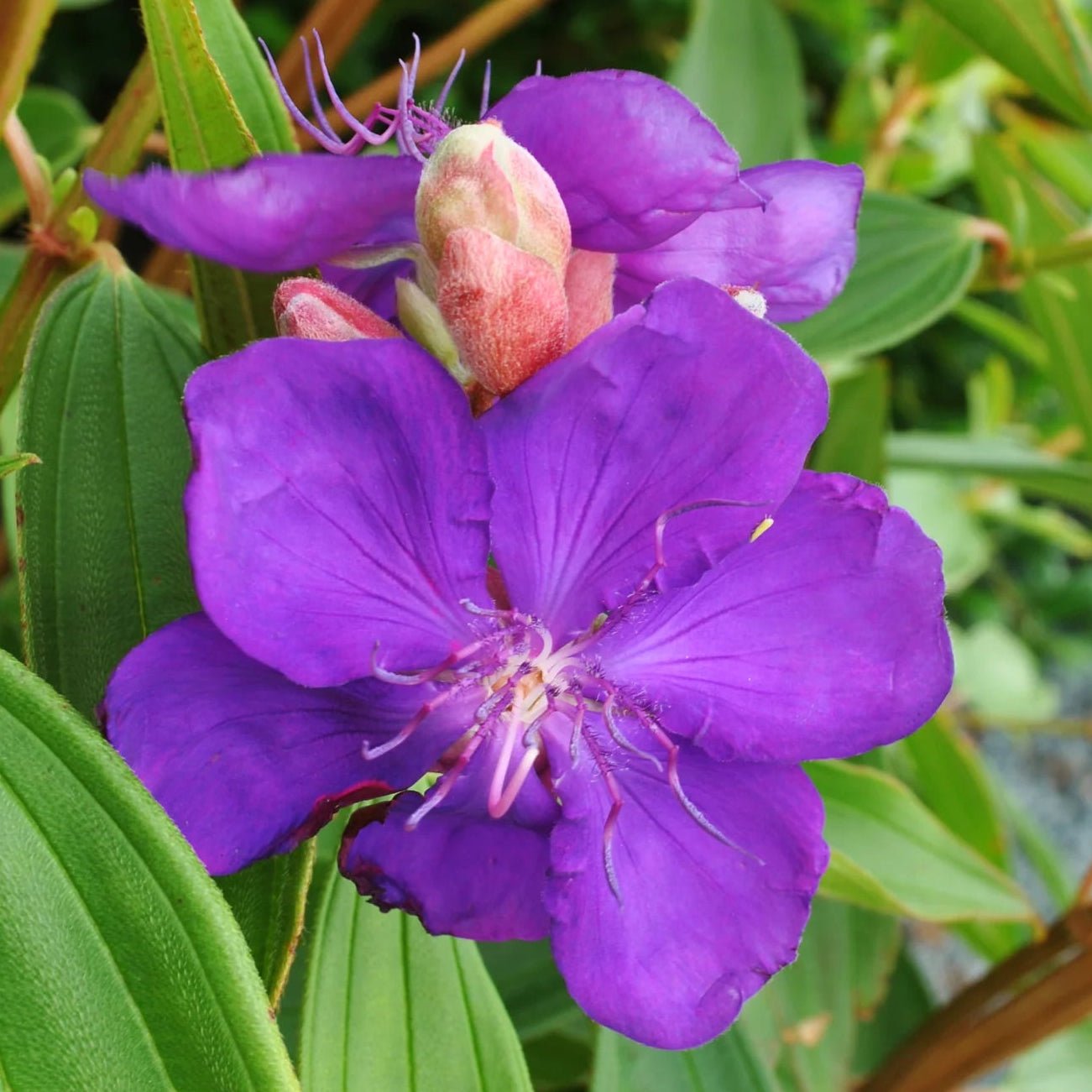 Tibouchina 'Alstonville' - Ladybird Nursery