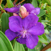 Tibouchina 'Alstonville' - Ladybird Nursery