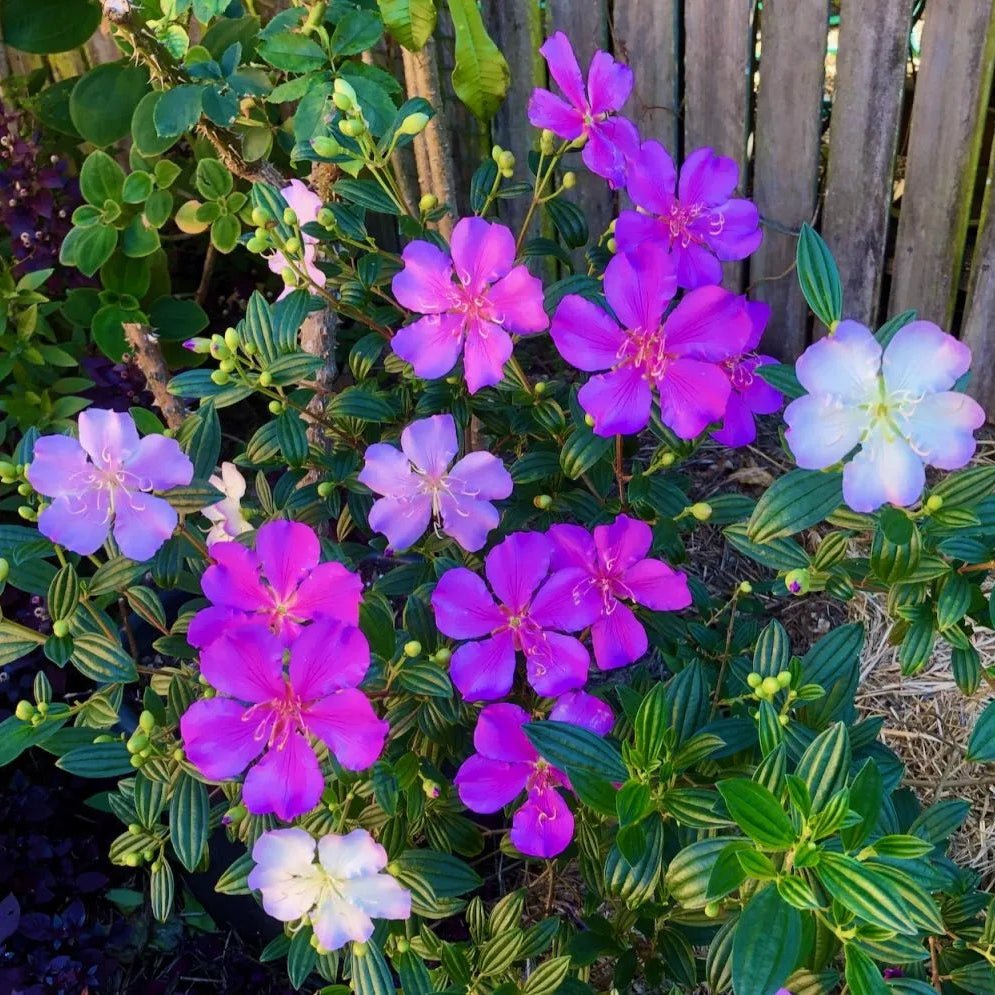 Tibouchina 'Chameleon' - Ladybird Nursery