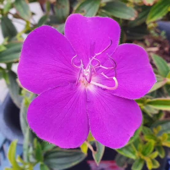 Tibouchina 'Jules' - Ladybird Nursery