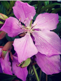 Tibouchina 'Lilac Time' - Ladybird Nursery