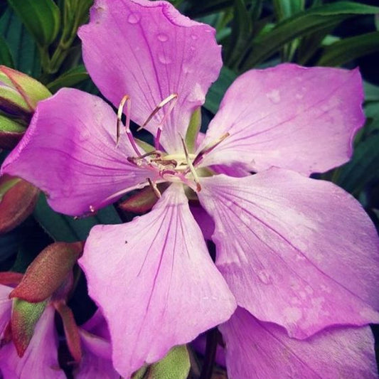 Tibouchina 'Lilac Time' - Ladybird Nursery