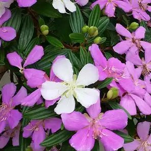 Tibouchina 'Lilac Time' - Large - Ladybird Nursery