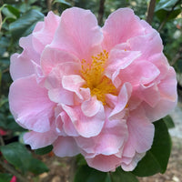 Camellia Tiffany (Camellia japonica)