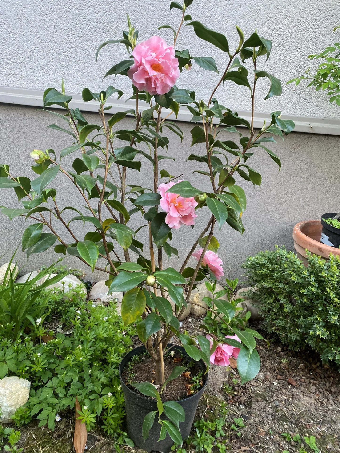 Camellia Tiffany (Camellia japonica)