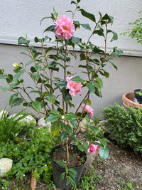 Camellia Tiffany (Camellia japonica)