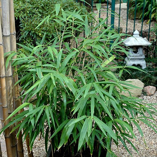 Tiger Grass - Large - Ladybird Nursery