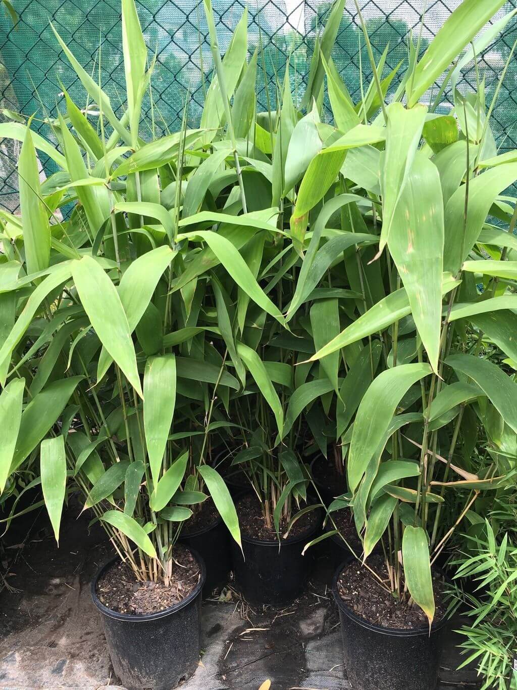 Tiger Grass - Large - Ladybird Nursery
