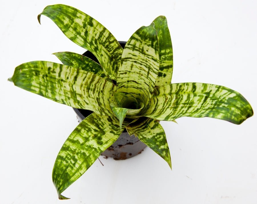 Tiger Tim Vriesea (Vriesea) - Ladybird Nursery