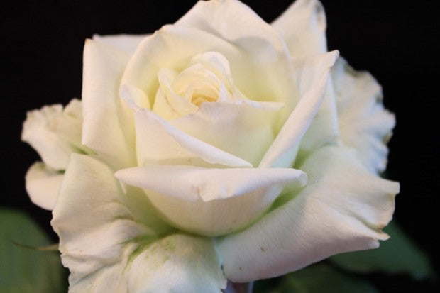 Rose Tineke 2 ft Standards (Rosa)