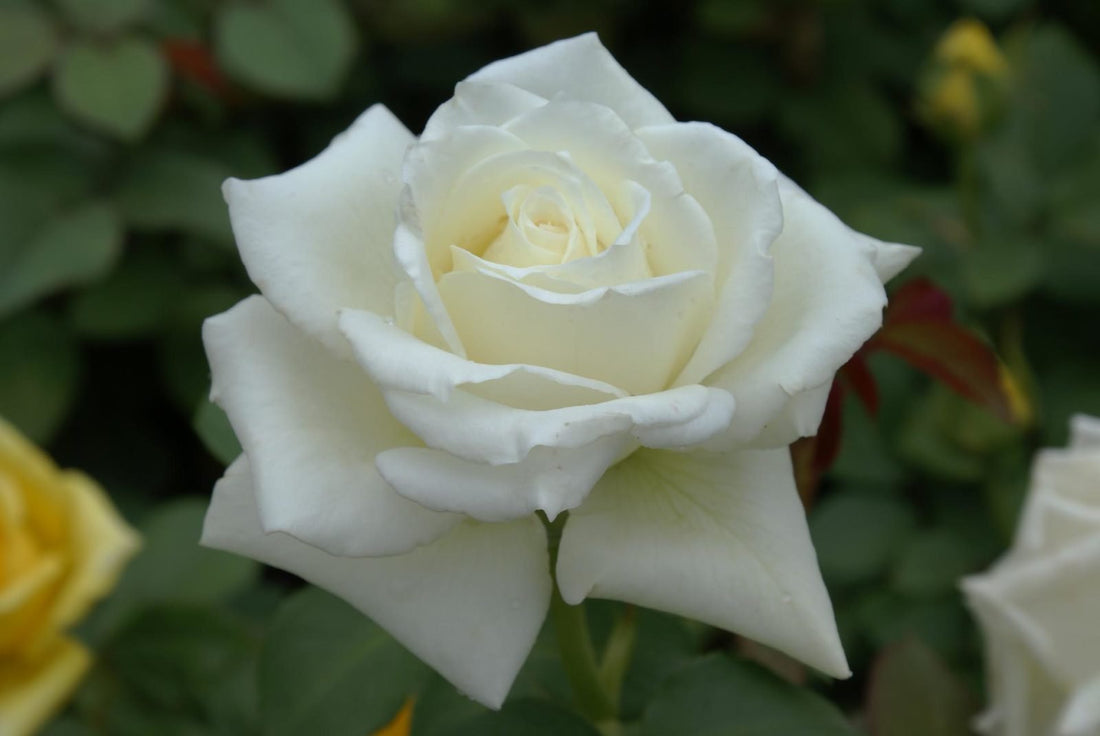 Rose Tineke 2 ft Standards (Rosa) - Ladybird Nursery