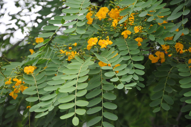 Tipu Tree (Tipuana tipu)