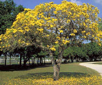 Tipu Tree (Tipuana tipu)