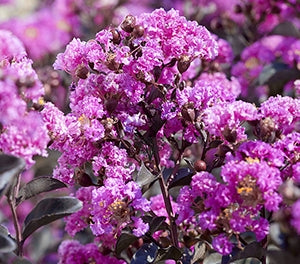 Crepe Myrtle Diamonds in the Dark Purely Purple (Lagerstroemia)