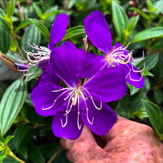 Tobouchina 'Marion' - Ladybird Nursery