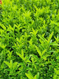 Tom Thumb Spindle microphyllus (Euonymus japonicus) - Ladybird Nursery