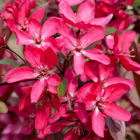 Crab Apple 'Tom Matthews' (Malus spp.) 300mm pot PICK UP ONLY - Ladybird Nursery