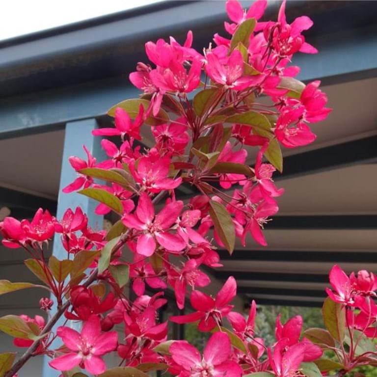 Crab Apple 'Tom Matthews' (Malus spp.) 300mm pot PICK UP ONLY - Ladybird Nursery