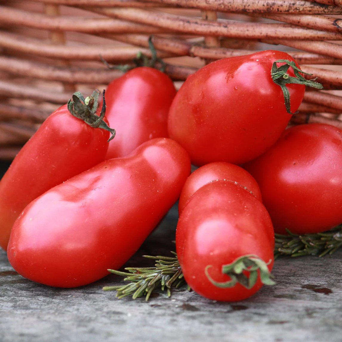 Tomato 'San Marzano' - Ladybird Nursery