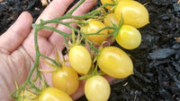 Tomato 'Barry's Crazy Cherry'