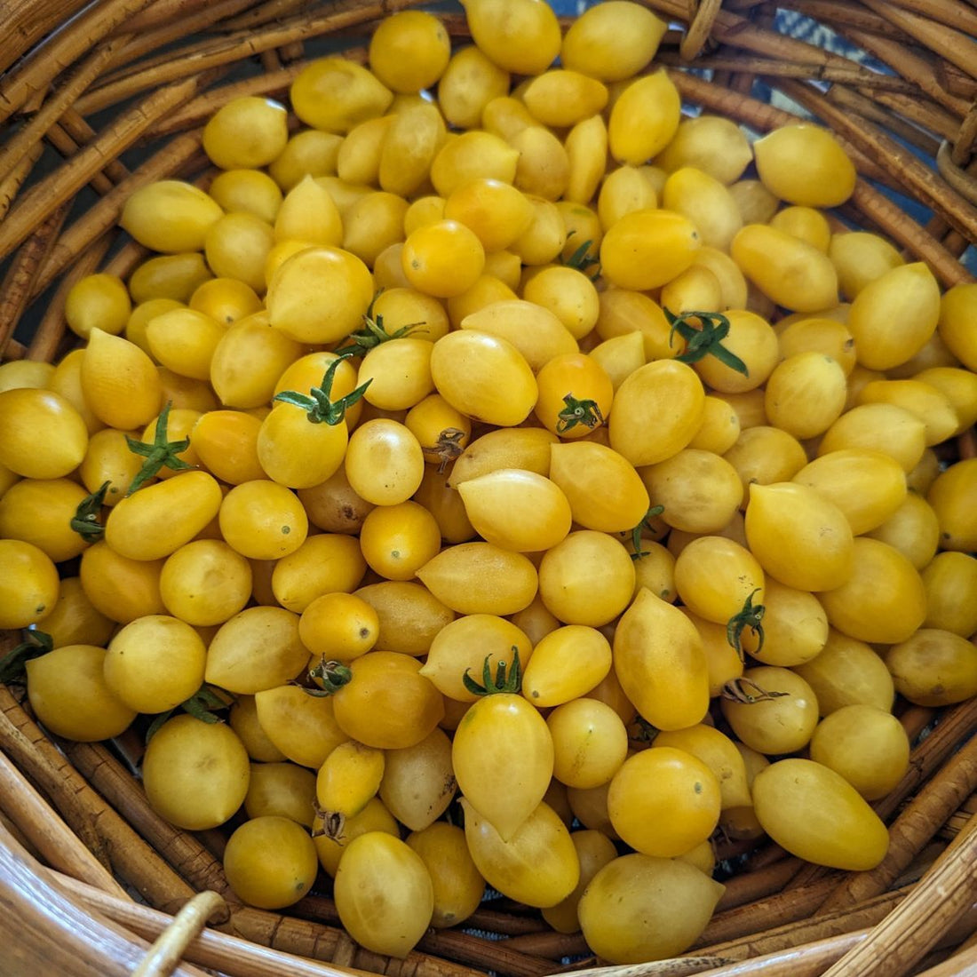 Tomato 'Barry's Crazy Cherry'