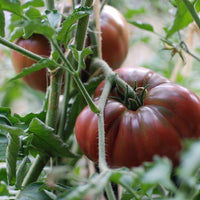 Tomato 'Black Krim' - Ladybird Nursery