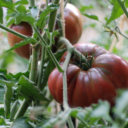 Tomato 'Black Krim' - Ladybird Nursery