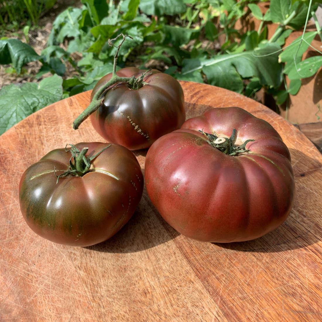 Tomato 'Black Krim' - Ladybird Nursery