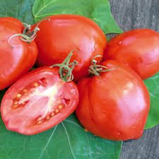 Tomato 'Cherry Roma' - Ladybird Nursery