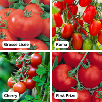 Tomato 'Favourites Mix’ 4 pack (PICKUP ONLY) - Ladybird Nursery