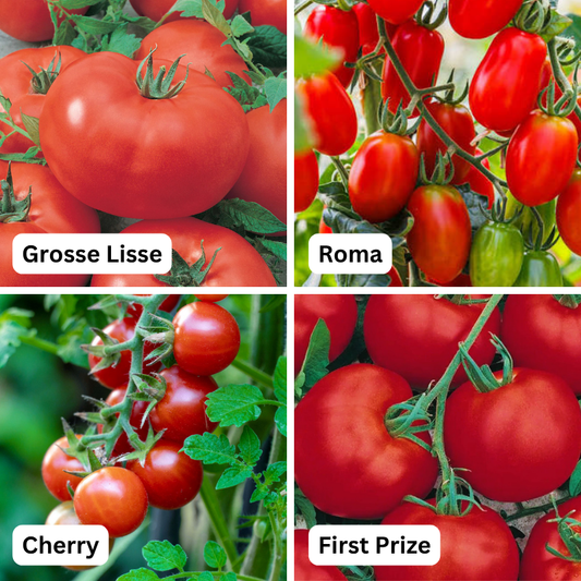 Tomato 'Favourites Mix’ 4 pack (PICKUP ONLY) - Ladybird Nursery