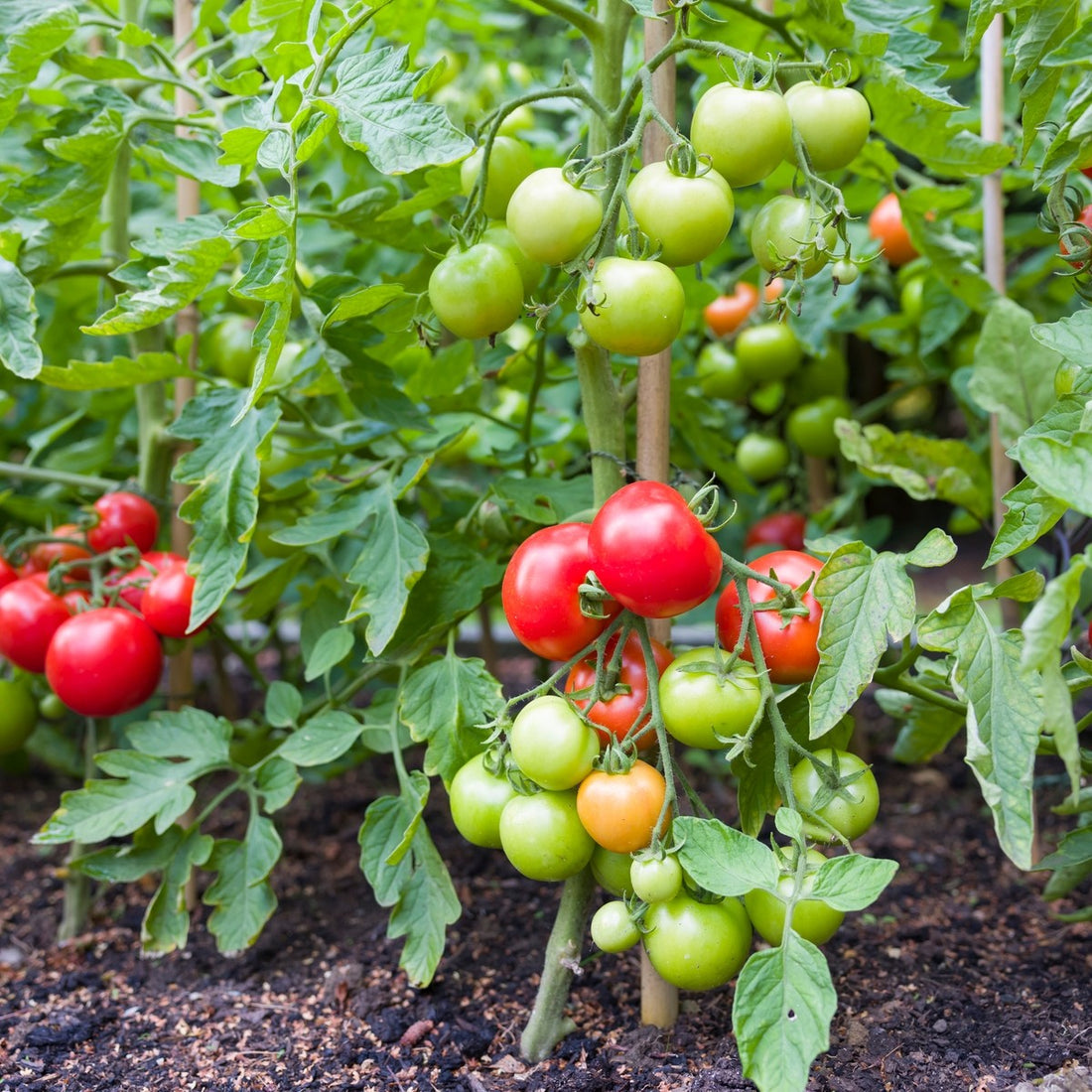 Tomato ‘Moneymaker’