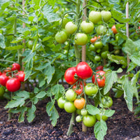 Tomato ‘Moneymaker’