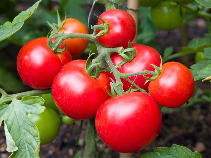 Tomato ‘Moneymaker’