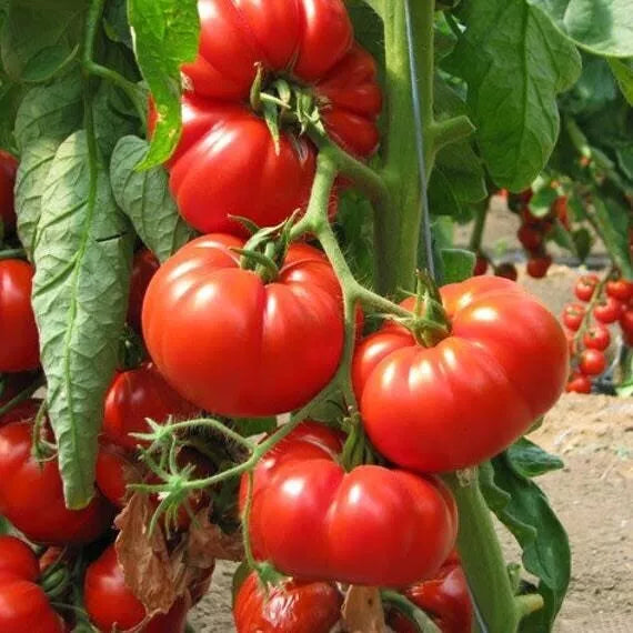 Tomato 'Rouge De Marmande'