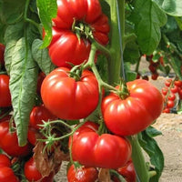 Tomato 'Rouge De Marmande'