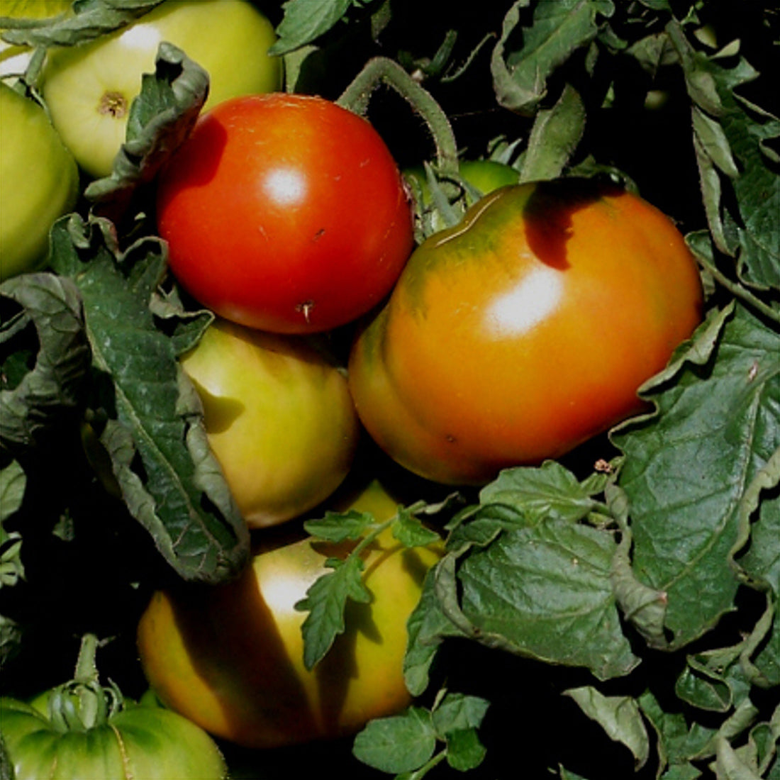 Tomato 'Rouge De Marmande'