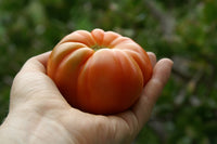 Tomato 'Rouge De Marmande'